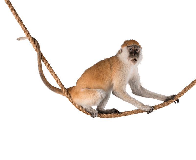 白色背景下的可爱猴子素材 高清图片 摄影照片 寻图免费打包下载