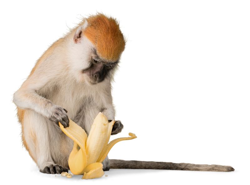 猴子剥皮香蕉-隔离