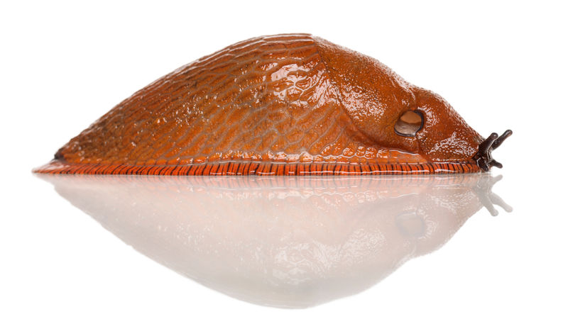 红色鼻涕虫Arion Rufus白底前