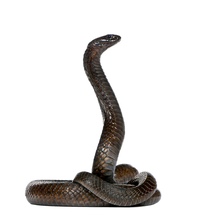 埃及眼镜蛇眼镜蛇属埃及眼镜蛇工作室的镜头素材-高清图片-摄影照片-