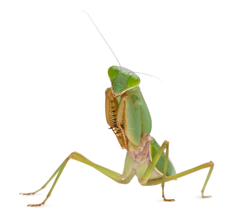 女祈祷螳螂