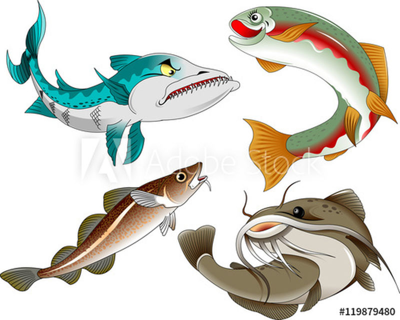 白底矢量和插图上的商业鱼类集合
