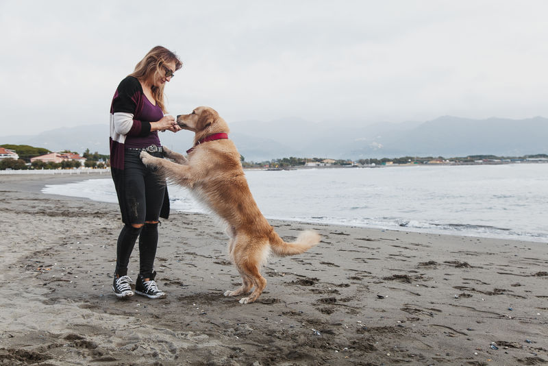 黄金猎犬的主人跳