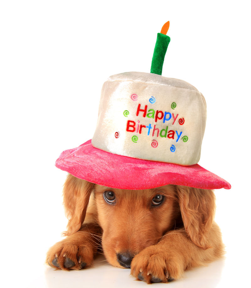 生日快乐小狗