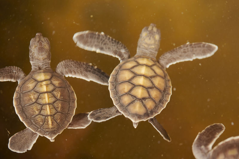 小海龟