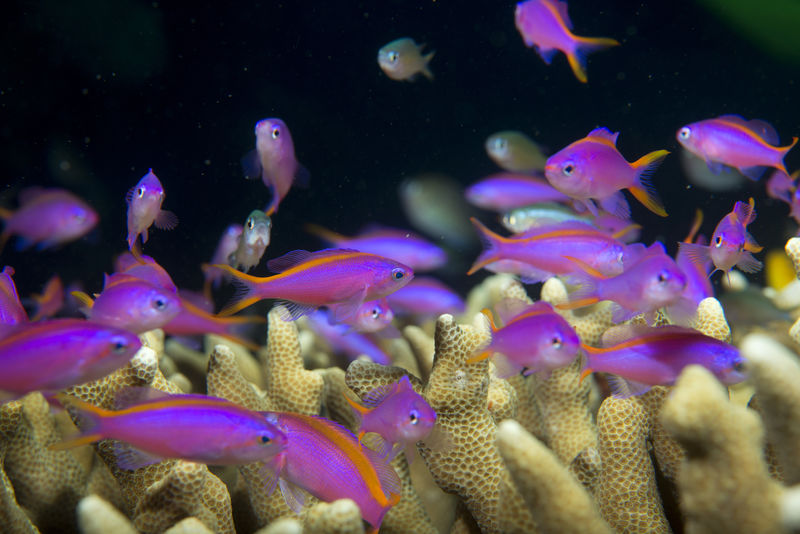 白色背景下的热带珊瑚鱼