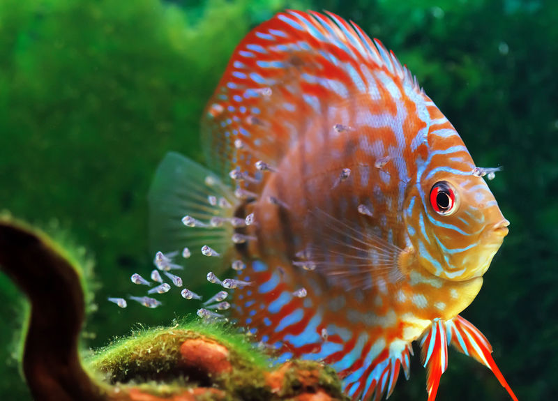 铁饼鱼和幼鱼在水族馆游泳