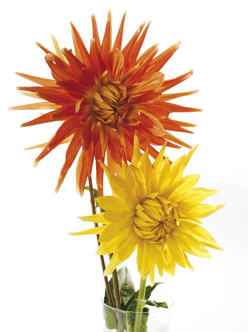 两个黄色粉红色的针状乔治娜-茎上有芽