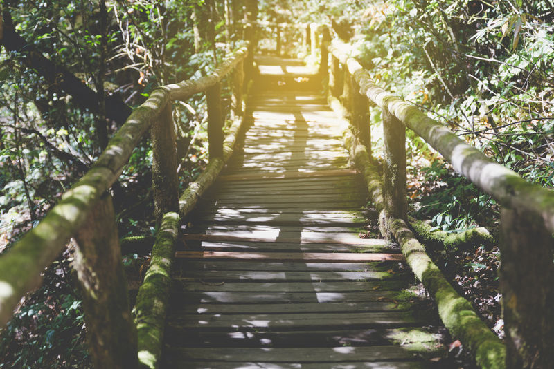 雨林步道位于泰国最高峰多伊金汉农国家公园的安加自然小径上山苔藓