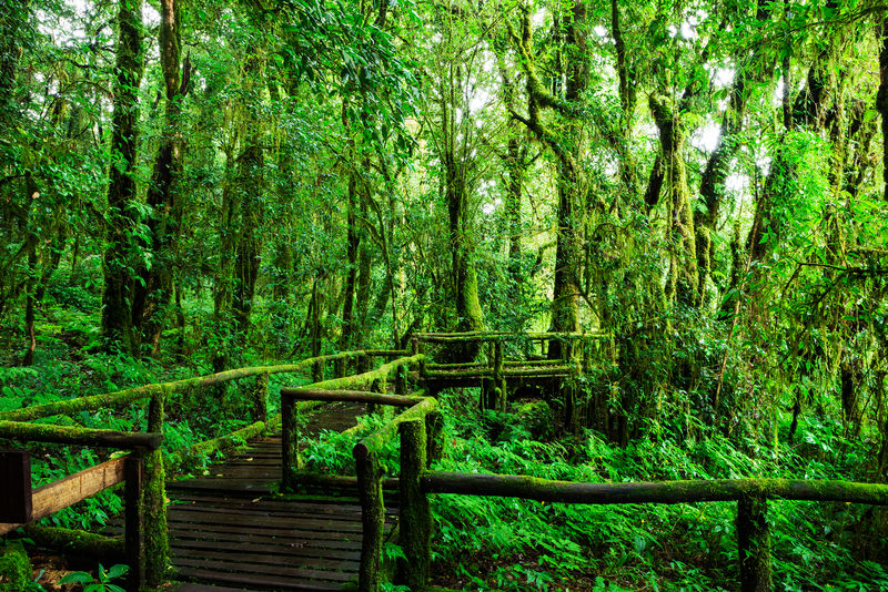 安加自然小径美丽的雨林亚洲美丽
