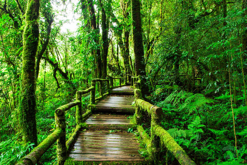 安加自然小径美丽的雨林河流山脉