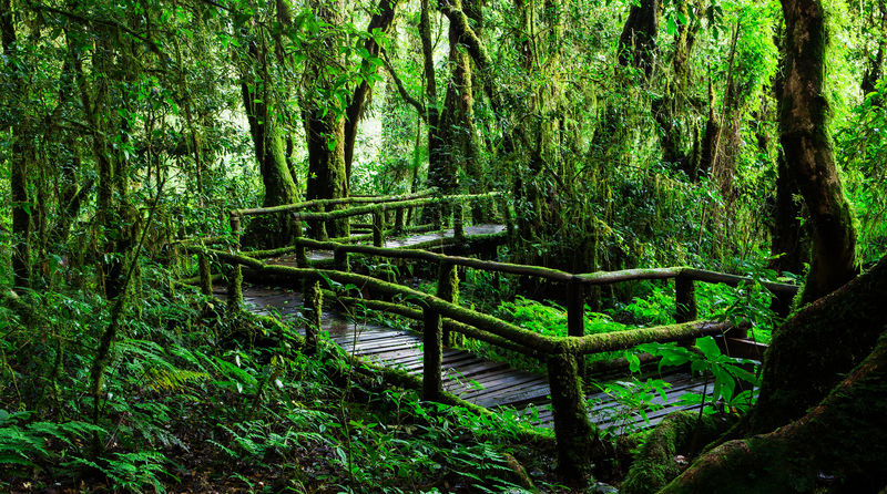 安加自然小径美丽的雨林户外自然