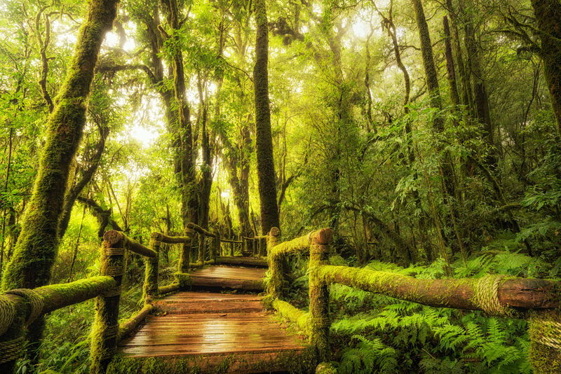 雨林步道安卡自然小径