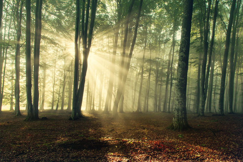 秋天的森林树木自然绿木阳光背景白天季节素材 高清图片 摄影照片 寻图免费打包下载