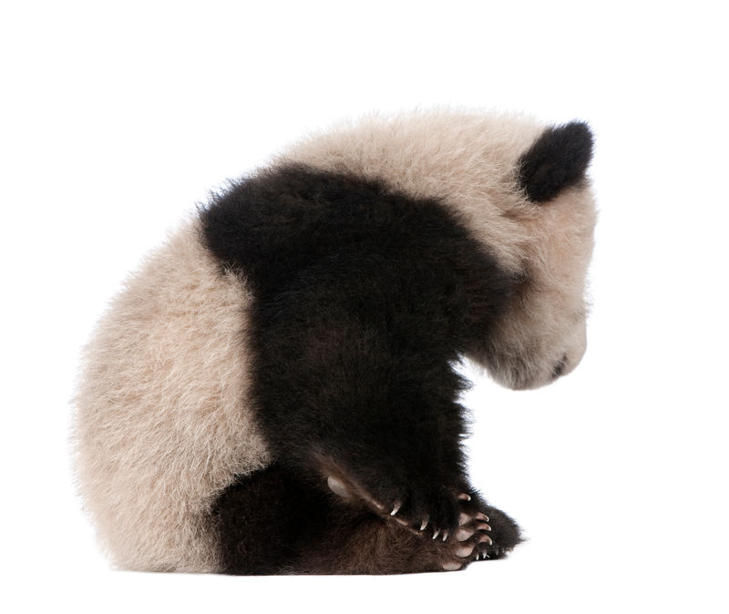 大熊猫大熊猫（6个月）