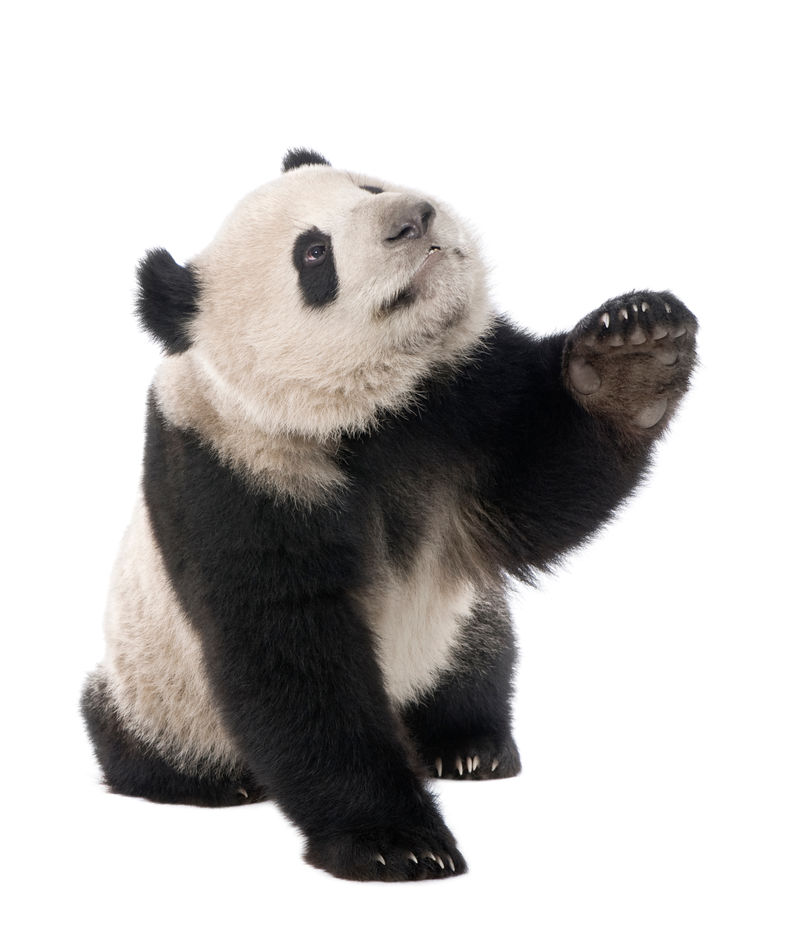 大熊猫大熊猫（18个月）