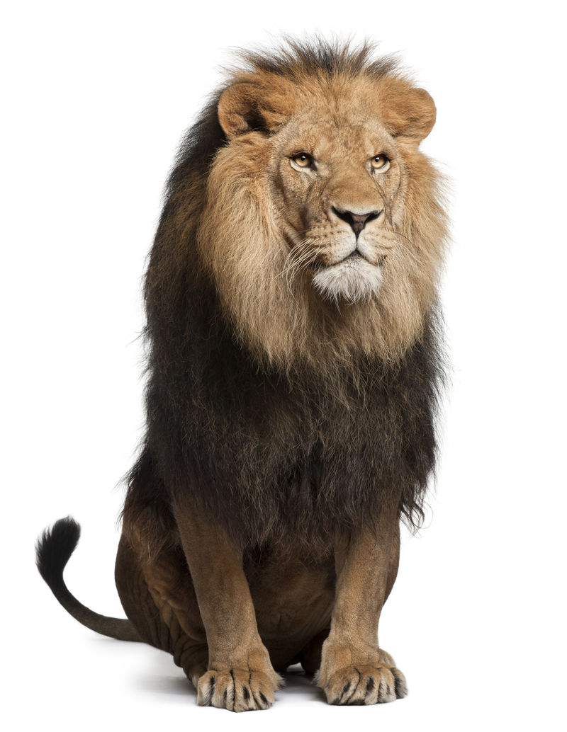 狮子豹狮子8岁坐在白色背景前