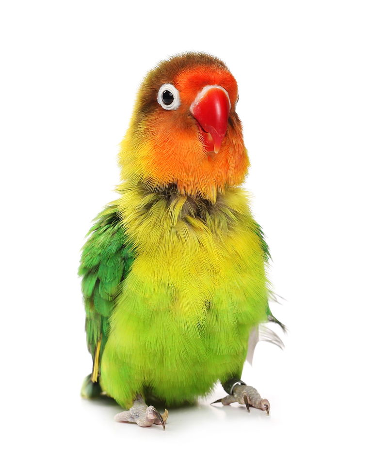 白喉上分离的爱情鸟