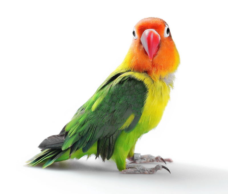 在菲舍尔的爱鸟白龙舌兰上分离的爱鸟