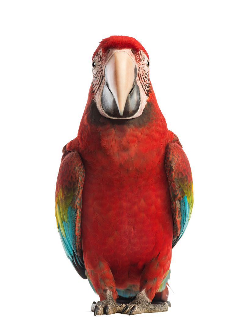 绿翅金刚鹦鹉的前视图