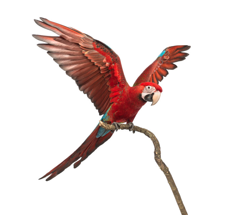 绿翼金刚鹦鹉金刚鹦鹉1岁栖息