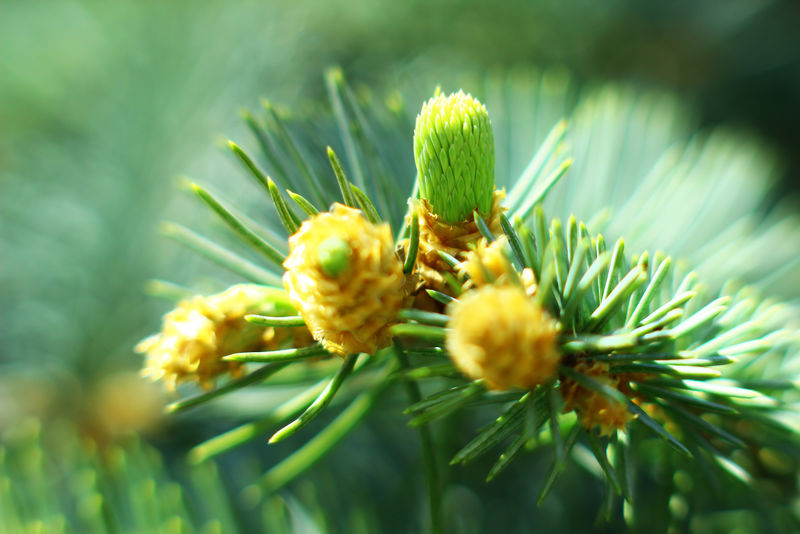 大自然的奇观细节花园