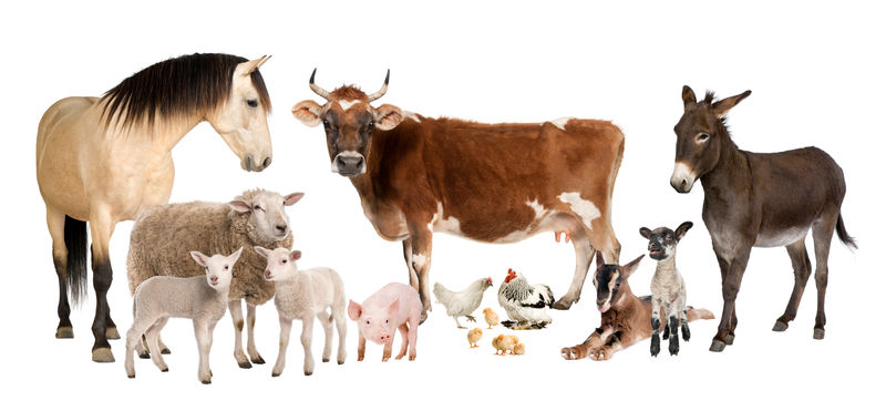 农场动物群：牛羊马驴鸡羔羊母羊山羊猪前白底