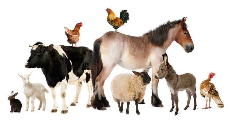 白色背景前的各种农场动物