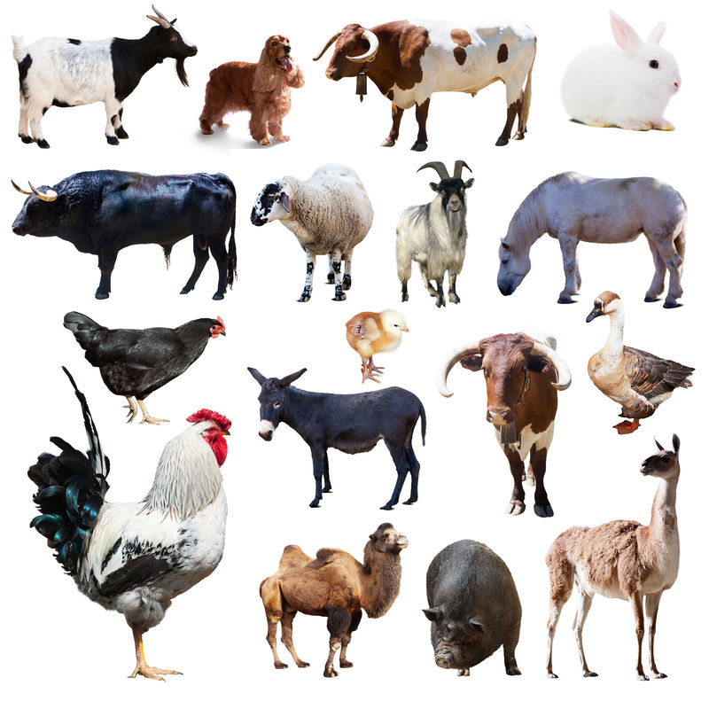 公鸡和其他农场动物的集合白底隔离