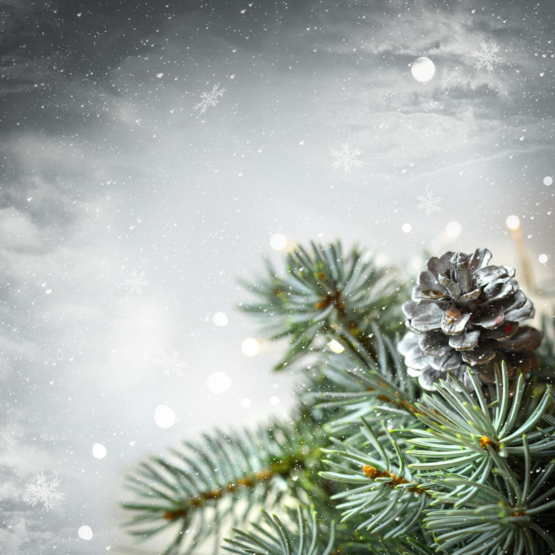 tannenzweig与松果