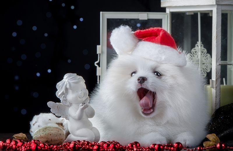 圣诞狗-穿着红色天鹅绒圣诞连衣裙的小白狗-比丘弗里斯圣诞节-穿着圣诞连衣裙的白色小狗