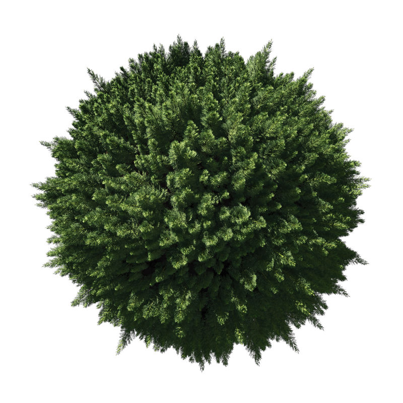 小行星-松木植被-白色隔离