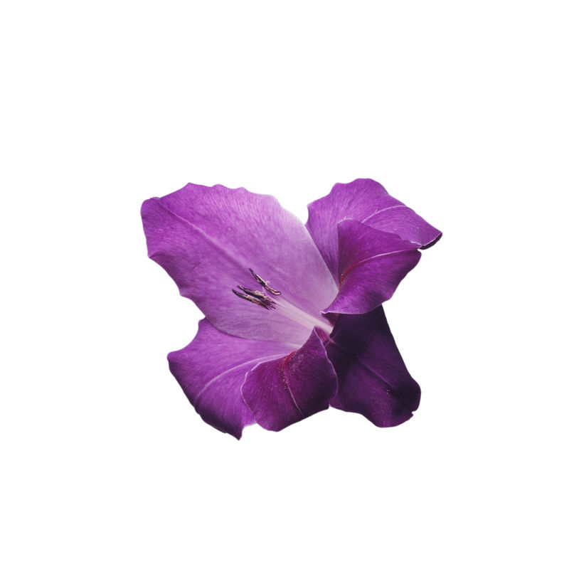 紫色蒲公英微信头像图片