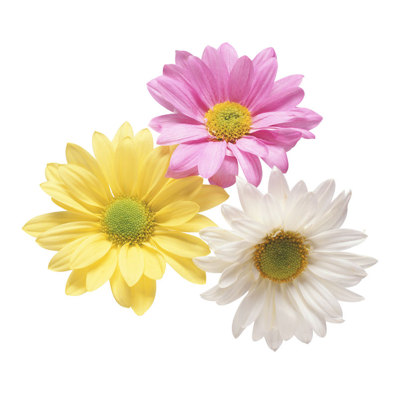 夏天的花-自然框架