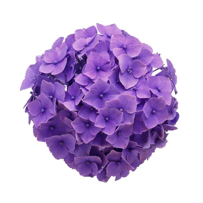 美丽的绣球花 紫色 白色背景素材 高清图片 摄影照片 寻图免费打包下载