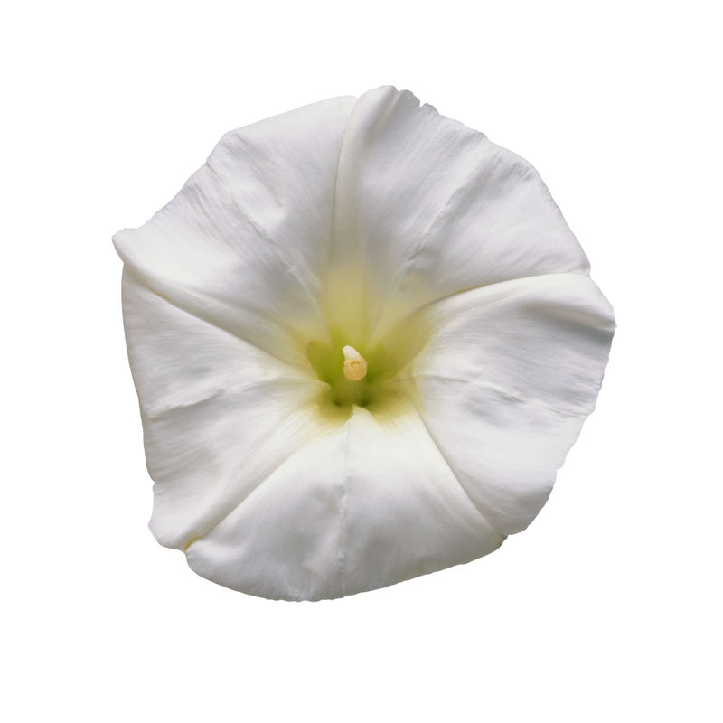 美丽的白色矮牵牛花孤立在白色背景上