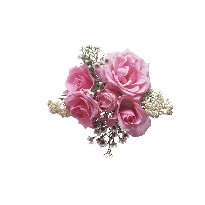 白底隔离的粉红色玫瑰