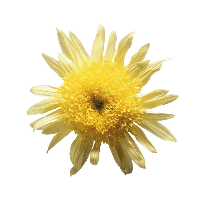 白色背景上的花朵