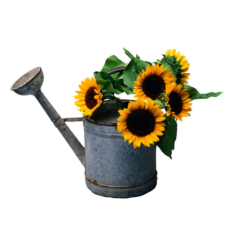 白底黄色向日葵水罐