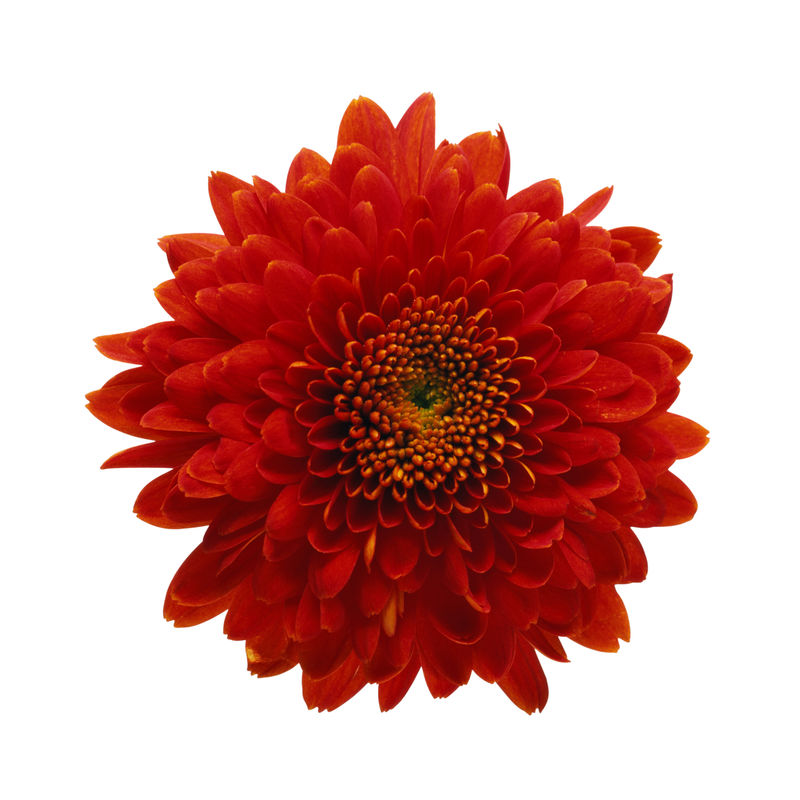 红色非洲菊开花在白色背景隔离