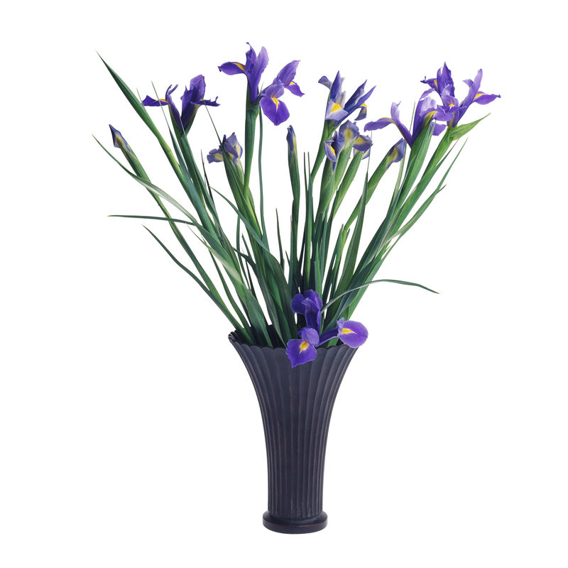 白底隔离玻璃花瓶中假虹膜的花