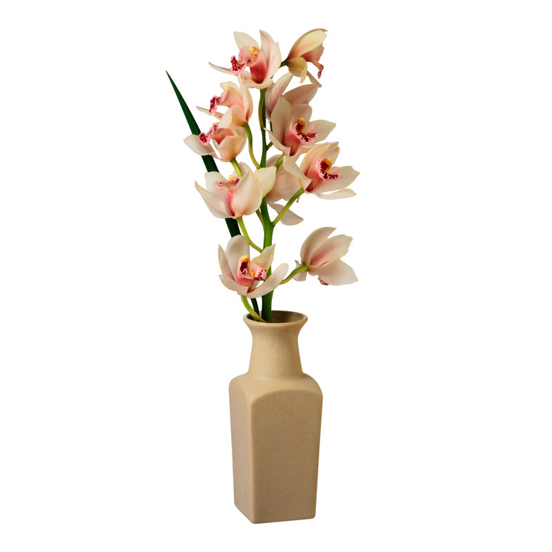 白色背景上的花朵