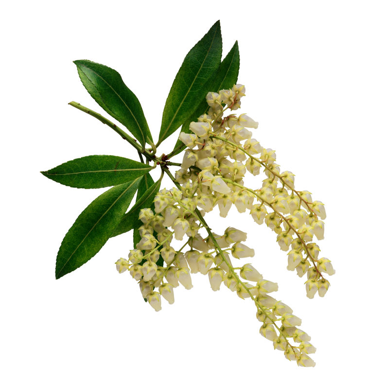 白色背景上的花朵