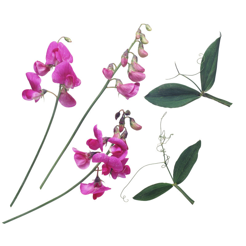 白色背景上的花朵