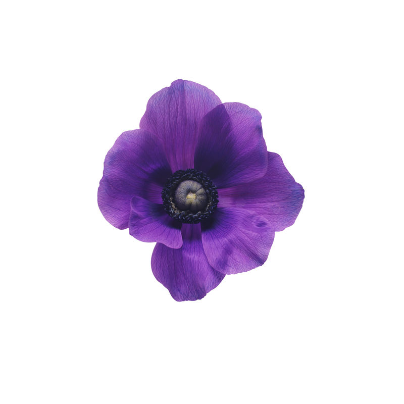 白底紫花素材 高清图片 摄影照片 寻图免费打包下载
