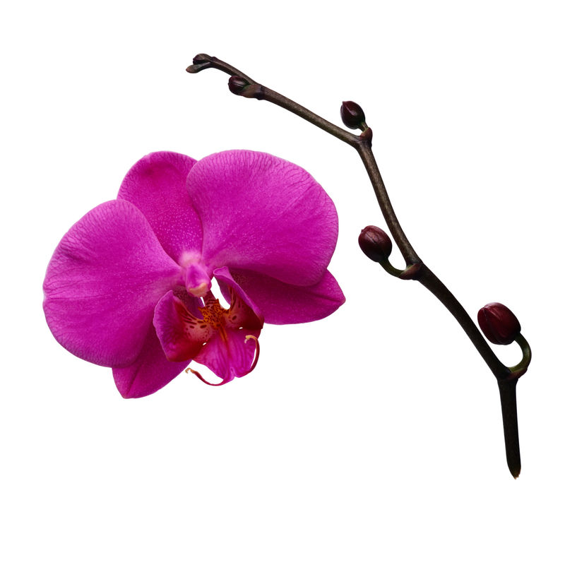 一个大特写的美丽的热带亮紫色与红唇蝴蝶兰兰花植物隔离在白色空间供文本