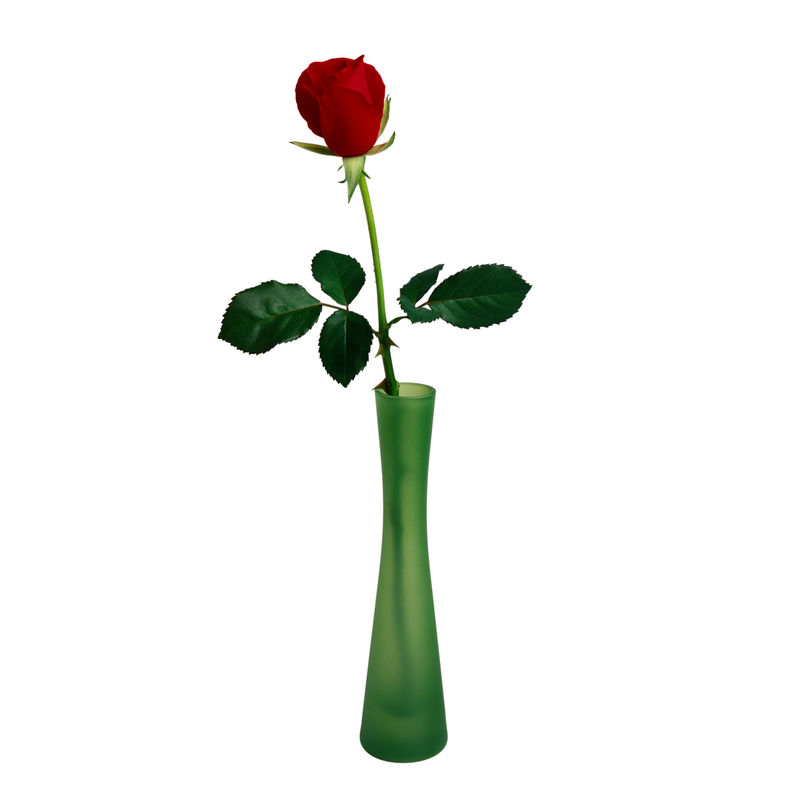 白底红玫瑰素材 高清图片 摄影照片 寻图免费打包下载