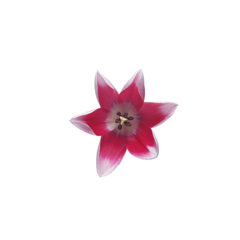 白色背景上的花朵