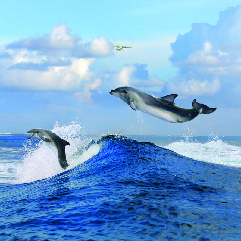阳光下美丽多云的海景和两只快乐的海豚从蓝色卷曲的海浪中跳出来
