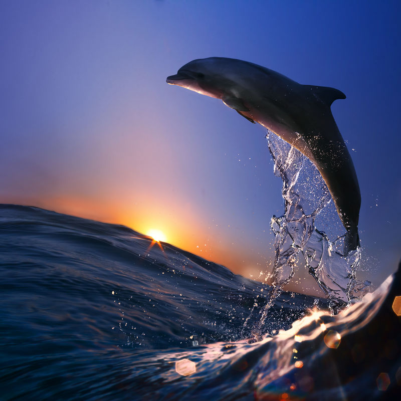 美丽的海豚在日落时从海浪中跳下